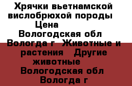 Хрячки вьетнамской вислобрюхой породы › Цена ­ 3 000 - Вологодская обл., Вологда г. Животные и растения » Другие животные   . Вологодская обл.,Вологда г.